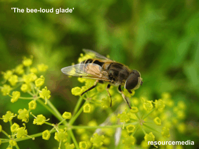 buzzing bee